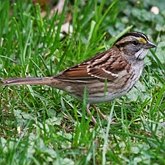 Ptaki Passeriformes - Passerellidae (pas&#243;wki)