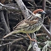 Birds Passeriformes - Passeridae (Sparrows)