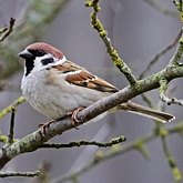 Birds Passeriformes - Passeridae (Sparrows)