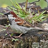 Oiseaux Passeriformes - Pass&#233;rid&#233;s