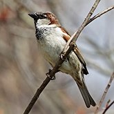 Oiseaux Passeriformes - Pass&#233;rid&#233;s