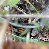Peromyscus maniculatus