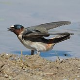 Petrochelidon pyrrhonota