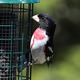 Pheucticus ludovicianus