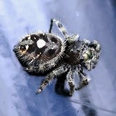 Phidippus audax