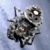 Phidippus audax