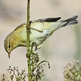 Ptaki Passeriformes - Phylloscopidae (świstunki)