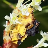Phymata americana