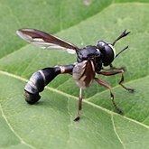 Physocephala furcillata