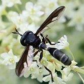 Physocephala furcillata