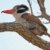 Aves Non Passeriformes - Pica-paus, tucanos, ara&#231;aris