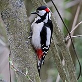 Aves Non Passeriformes - Pica-paus, tucanos, araçaris