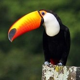 Aves Non Passeriformes - Pica-paus, tucanos, araçaris