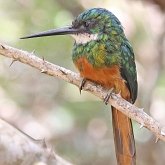 Aves Non Passeriformes - Pica-paus, tucanos, araçaris