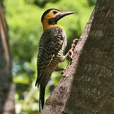 Aves Non Passeriformes - Pica-paus, tucanos, ara&#231;aris