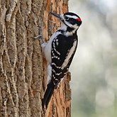 Aves Non Passeriformes - Pica-paus, tucanos, araçaris