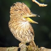 Aves Non Passeriformes - Pica-paus, tucanos, araçaris