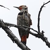Aves Non Passeriformes - Pica-paus, tucanos, araçaris