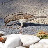 Oiseaux Non Passeriformes - Pics, toucans et alliés