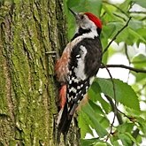 Oiseaux Non Passeriformes - Pics, toucans et alliés