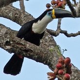Oiseaux Non Passeriformes - Pics, toucans et alliés
