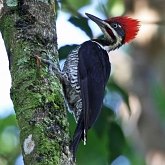 Oiseaux Non Passeriformes - Pics, toucans et alli&#233;s