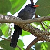 Oiseaux Non Passeriformes - Pics, toucans et alliés