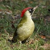 Oiseaux Non Passeriformes - Pics, toucans et alliés