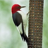 Oiseaux Non Passeriformes - Pics, toucans et alliés