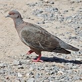 Oiseaux Non Passeriformes - Pigeons