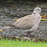 Oiseaux Non Passeriformes - Pigeons