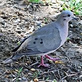 Oiseaux Non Passeriformes - Pigeons