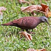 Oiseaux Non Passeriformes - Pigeons