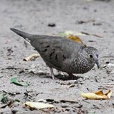 Birds Non Passeriformes - Pigeons, Doves