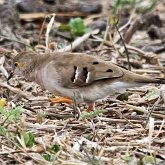 Birds Non Passeriformes - Pigeons, Doves