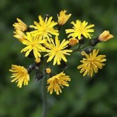 Pilosella caespitosa