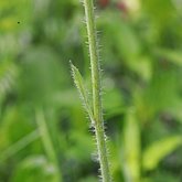 Pilosella caespitosa