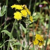 Pilosella caespitosa