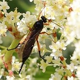 Pimpla pedalis
