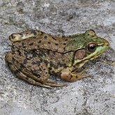 Kręgowce, pozostałe - Płazy