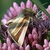 Plusia venusta