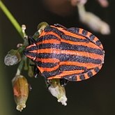 Owady - Pluskwiaki (Hemiptera)
