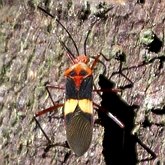 Owady - Pluskwiaki (Hemiptera)
