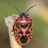 Owady - Pluskwiaki (Hemiptera)