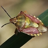 Owady - Pluskwiaki (Hemiptera)