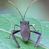 Owady - Pluskwiaki (Hemiptera)