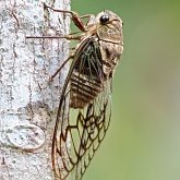 Owady - Pluskwiaki (Hemiptera)