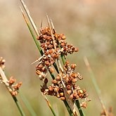 Angiospermes Monocotylédones - Poales : autres