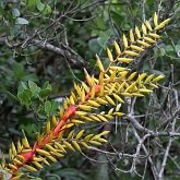 Angiospermes Monocotylédones - Poales : broméliacée