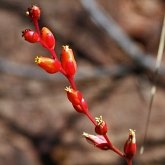 Angiospermes Monocotyl&#233;dones - Poales : brom&#233;liac&#233;e